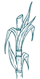 DISTILLED CARIBBEAN SUGAR CANE